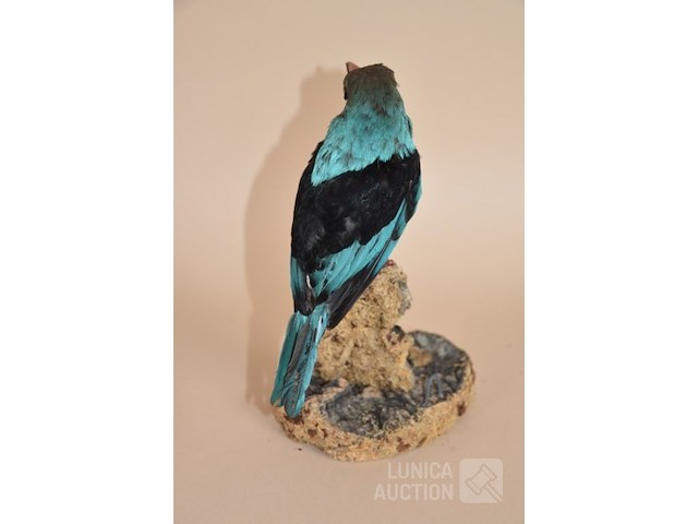 Vintage taxidermie - afbeelding 3 van  5