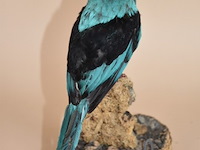 Vintage taxidermie - afbeelding 3 van  5