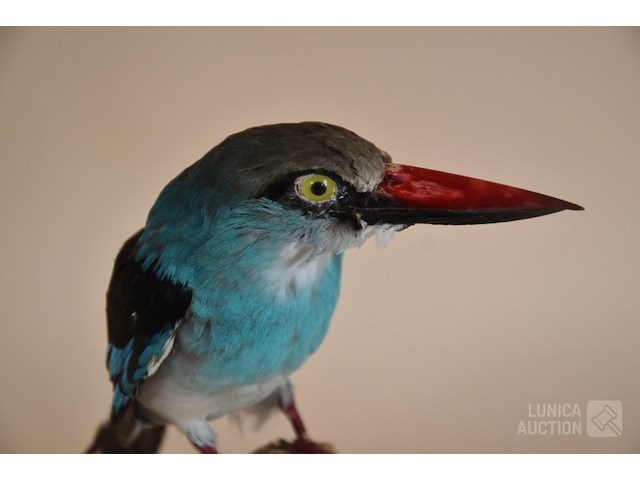 Vintage taxidermie - afbeelding 4 van  5