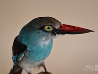 Vintage taxidermie - afbeelding 4 van  5