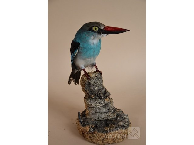 Vintage taxidermie - afbeelding 5 van  5