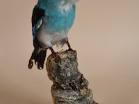 Vintage taxidermie - afbeelding 5 van  5