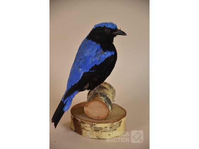 Vintage taxidermie - afbeelding 1 van  6