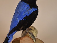 Vintage taxidermie