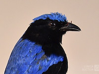 Vintage taxidermie - afbeelding 2 van  6