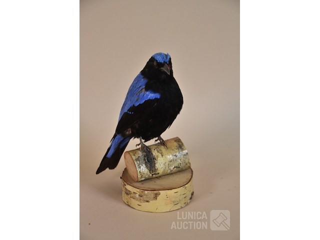 Vintage taxidermie - afbeelding 3 van  6