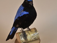 Vintage taxidermie - afbeelding 3 van  6