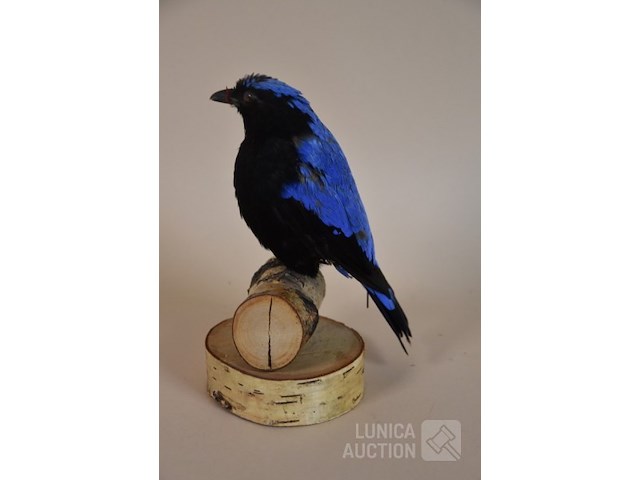 Vintage taxidermie - afbeelding 4 van  6