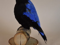 Vintage taxidermie - afbeelding 4 van  6