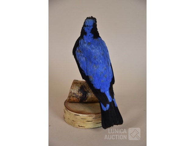 Vintage taxidermie - afbeelding 5 van  6