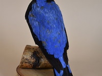 Vintage taxidermie - afbeelding 5 van  6