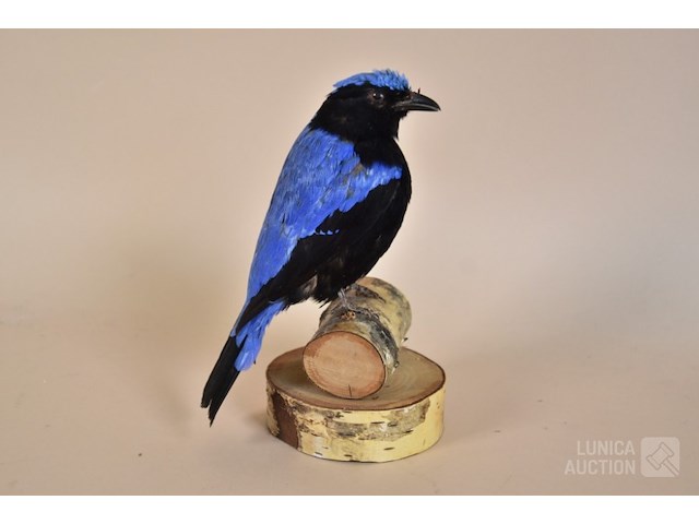 Vintage taxidermie - afbeelding 6 van  6