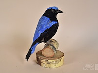 Vintage taxidermie - afbeelding 6 van  6