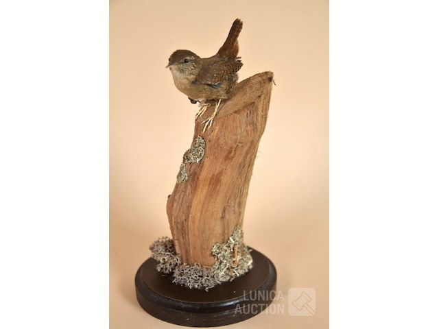 Vintage taxidermie - afbeelding 1 van  5