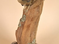 Vintage taxidermie