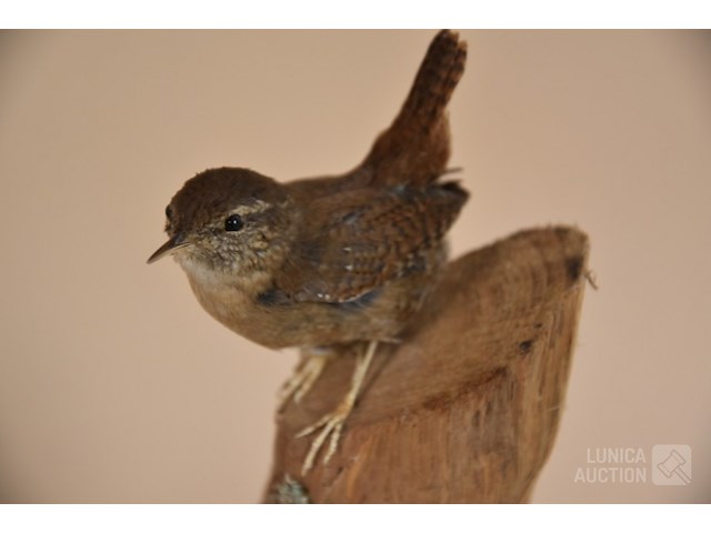 Vintage taxidermie - afbeelding 2 van  5