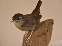 Vintage taxidermie - afbeelding 2 van  5