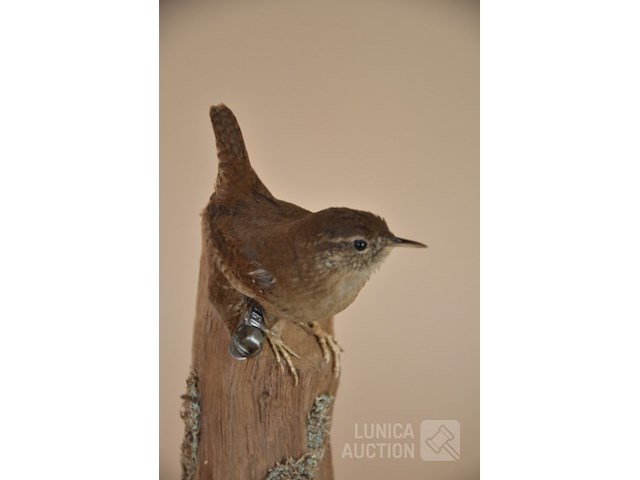 Vintage taxidermie - afbeelding 3 van  5