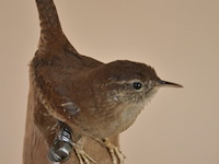 Vintage taxidermie - afbeelding 3 van  5