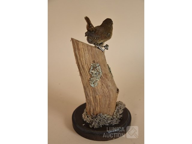Vintage taxidermie - afbeelding 4 van  5