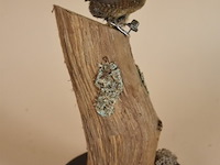 Vintage taxidermie - afbeelding 4 van  5