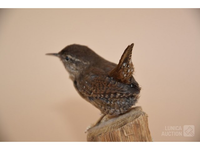 Vintage taxidermie - afbeelding 5 van  5