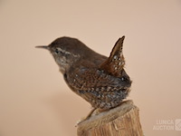 Vintage taxidermie - afbeelding 5 van  5