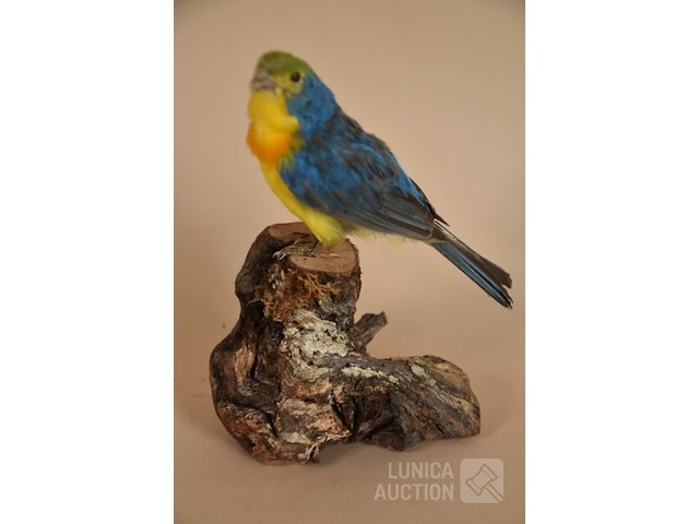 Vintage taxidermie - afbeelding 1 van  4