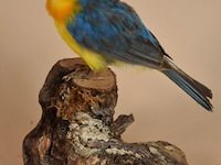 Vintage taxidermie