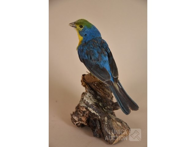 Vintage taxidermie - afbeelding 2 van  4