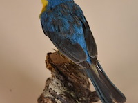 Vintage taxidermie - afbeelding 2 van  4