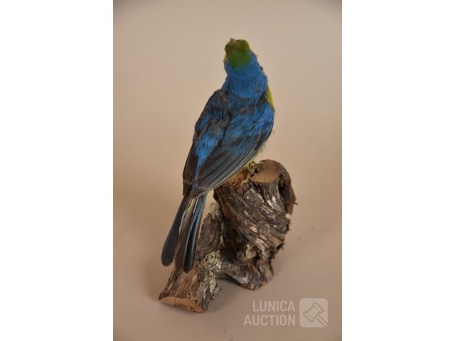 Vintage taxidermie - afbeelding 3 van  4