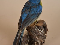 Vintage taxidermie - afbeelding 3 van  4