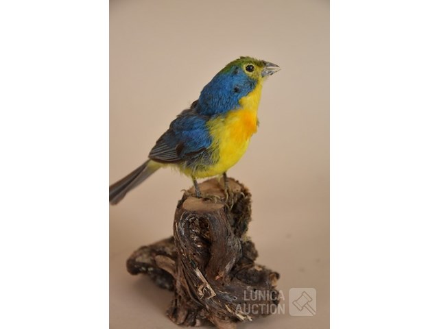 Vintage taxidermie - afbeelding 4 van  4