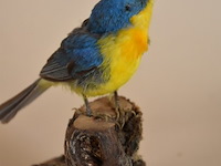 Vintage taxidermie - afbeelding 4 van  4