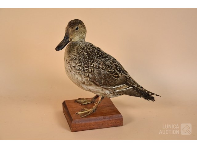 Vintage taxidermie - afbeelding 1 van  4