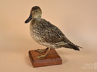 Vintage taxidermie