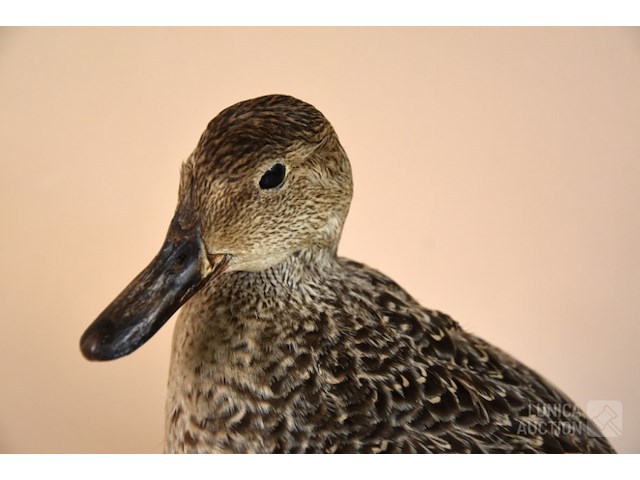 Vintage taxidermie - afbeelding 2 van  4