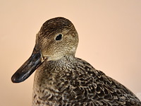 Vintage taxidermie - afbeelding 2 van  4