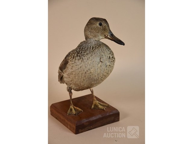 Vintage taxidermie - afbeelding 3 van  4