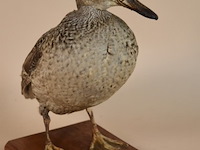 Vintage taxidermie - afbeelding 3 van  4