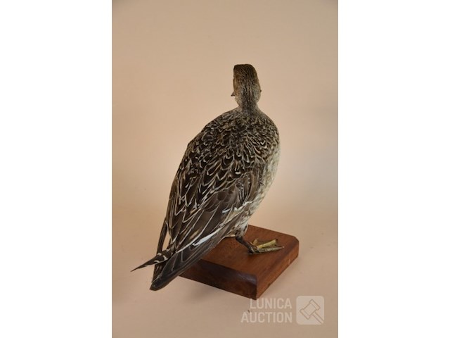 Vintage taxidermie - afbeelding 4 van  4