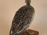 Vintage taxidermie - afbeelding 4 van  4