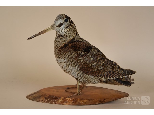 Vintage taxidermie - afbeelding 1 van  5