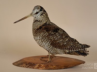 Vintage taxidermie