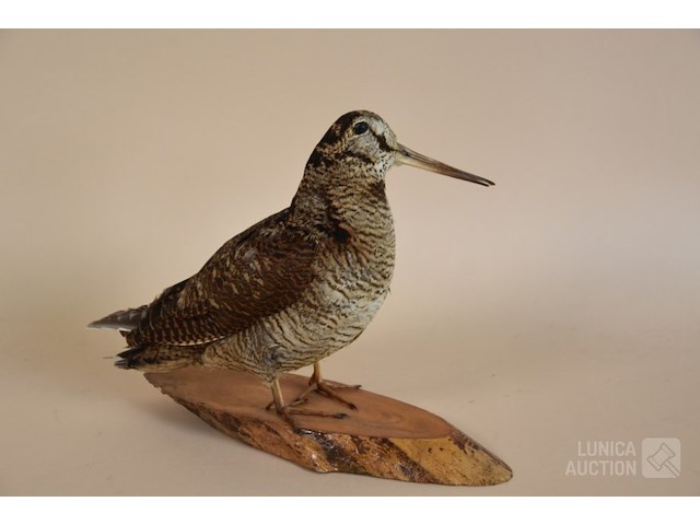 Vintage taxidermie - afbeelding 2 van  5