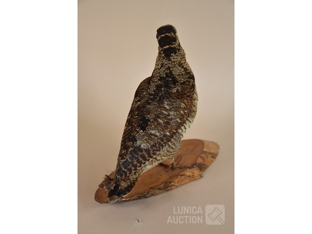 Vintage taxidermie - afbeelding 3 van  5