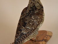 Vintage taxidermie - afbeelding 3 van  5