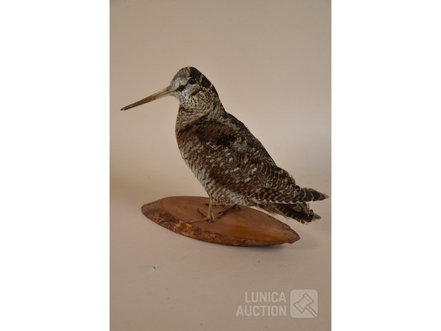 Vintage taxidermie - afbeelding 4 van  5