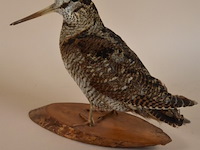 Vintage taxidermie - afbeelding 4 van  5
